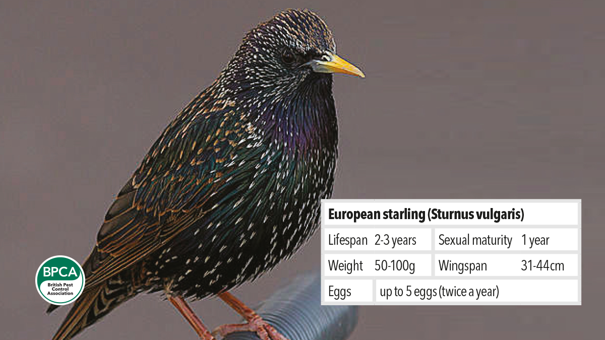 Controlling and managing pest European starling Sturnus vulgaris Controlling and managing pest European starling Sturnus vulgaris